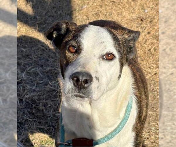 Medium Photo #1 Boxer-Unknown Mix Puppy For Sale in Tulsa, OK, USA