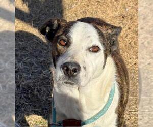 Boxer-Unknown Mix Dogs for adoption in Tulsa, OK, USA