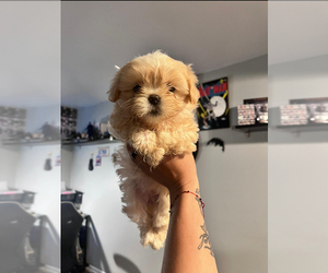 Shorkie Tzu Puppy for sale in CHARLOTTE, NC, USA