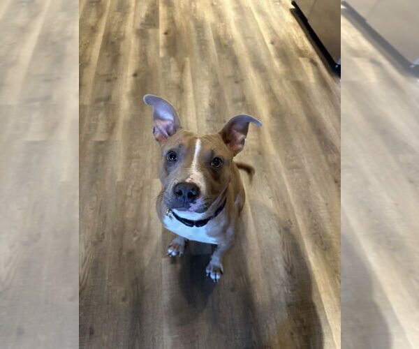 Medium Photo #2 American Pit Bull Terrier-Unknown Mix Puppy For Sale in Las Vegas, NV, USA
