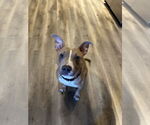 Small #1 American Pit Bull Terrier Mix
