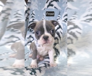 Boston Terrier Puppy for sale in MINERAL WELLS, WV, USA