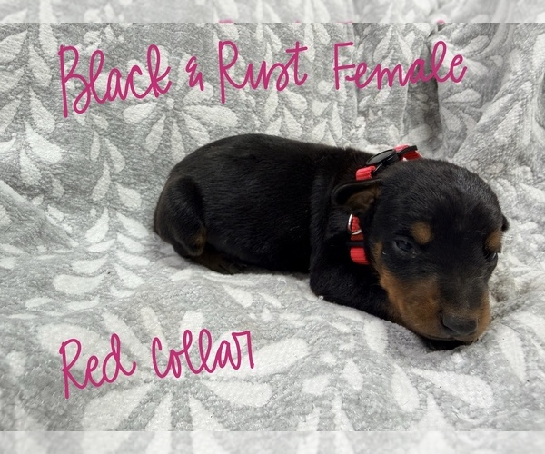 Medium Photo #1 Doberman Pinscher Puppy For Sale in TAHLEQUAH, OK, USA