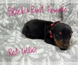 Medium Doberman Pinscher