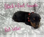 Puppy 5 Doberman Pinscher