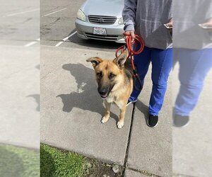 German Shepherd Dog Dogs for adoption in Stockton, CA, USA