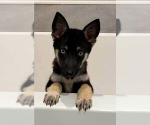 Mutt Dogs for adoption in New York, NY, USA