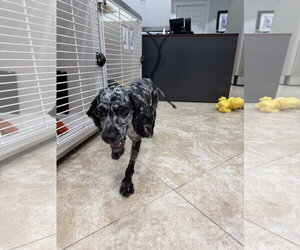 Betty Boop - Female Mutt Dog for Adoption - Photo #2