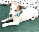 Small Photo #8 Jack Russell Terrier Puppy For Sale in Bon Carbo, CO, USA