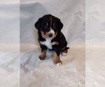 Small Photo #20 Bernese Mountain Dog Puppy For Sale in MEMPHIS, MO, USA