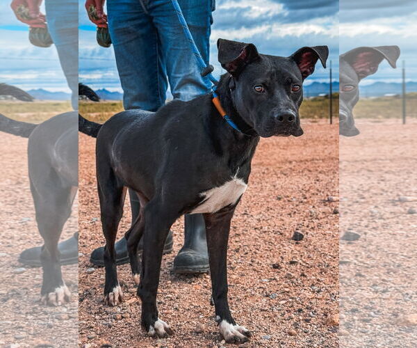 Medium Photo #1 American Pit Bull Terrier-Labrador Retriever Mix Puppy For Sale in Chandler, AZ, USA