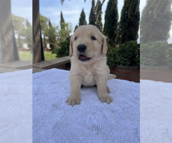Medium Photo #3 Golden Retriever Puppy For Sale in GREENFIELD, CA, USA