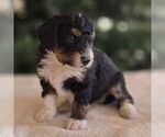 Small #2 Bernedoodle (Miniature)