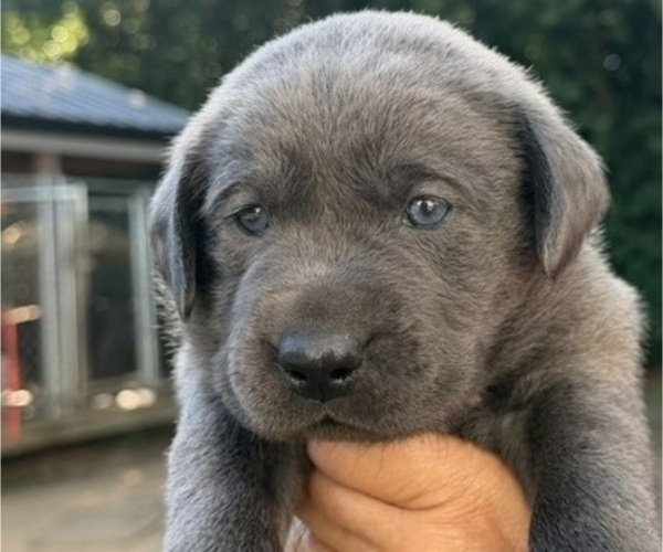 Medium Photo #1 Labrador Retriever Puppy For Sale in ORANGEBURG, SC, USA