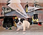 Puppy Oreo Chihuahua