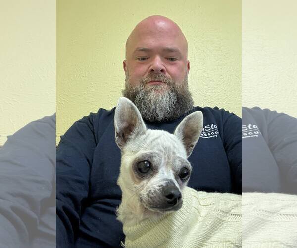 Medium Photo #3 Chihuahua Puppy For Sale in Boonton, NJ, USA