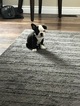 Small Photo #5 Boston Terrier Puppy For Sale in COLUMBIAVILLE, MI, USA