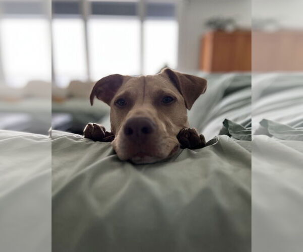 Medium Photo #2 Mutt Puppy For Sale in Spring Lake, NJ, USA