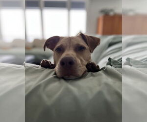 Peanut - Male Mutt Dog for Adoption - Photo #2