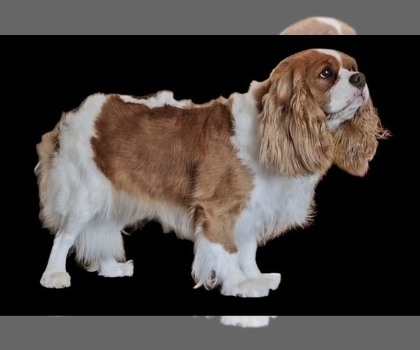 Medium Photo #1 Cavalier King Charles Spaniel Puppy For Sale in ABILENE, TX, USA