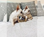 Small Photo #17 French Bulldog Puppy For Sale in CLEARWATER, FL, USA