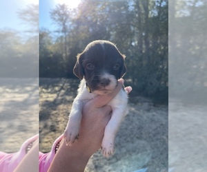 Brittany Puppy for sale in ALFORD, FL, USA