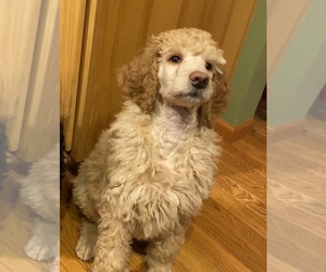 Poodle (Standard) Puppy for sale in FALL CREEK, WI, USA
