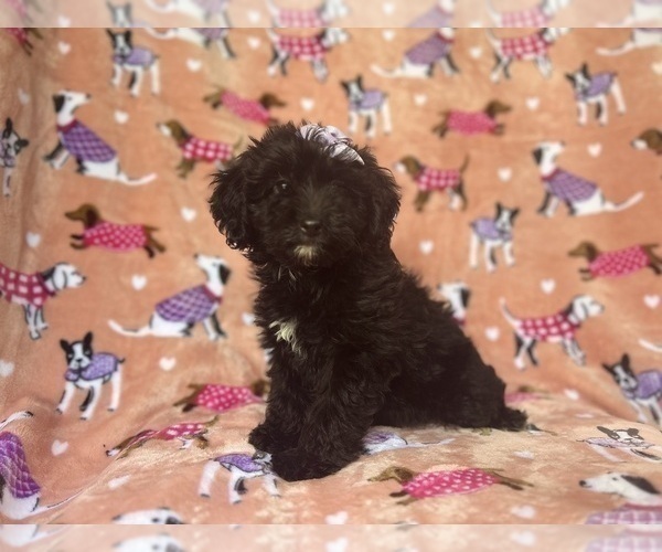 Medium Photo #7 Aussiedoodle Miniature  Puppy For Sale in LAKELAND, FL, USA
