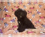 Small #6 Aussiedoodle Miniature 