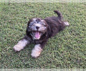 Aussiedoodle Puppy for sale in WILLS POINT, TX, USA