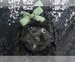 Puppy Marty AKC Poodle (Miniature)