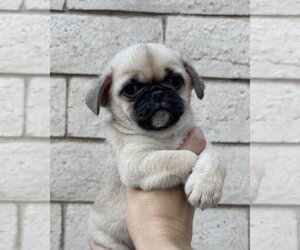 Pug-Unknown Mix Dogs for adoption in Corona, CA, USA