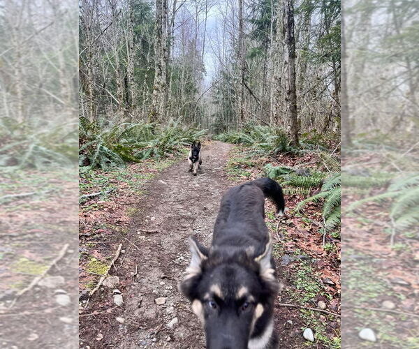 Medium Photo #13 German Shepherd Dog Puppy For Sale in Seattle, WA, USA