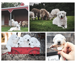 Small Photo #12 Maremma Sheepdog Puppy For Sale in CONWAY, MO, USA