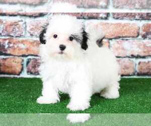 Zuchon Puppy for sale in BEL AIR, MD, USA