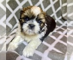 Small Photo #8 Shih Tzu Puppy For Sale in CHARLOTTE, NC, USA