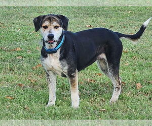 Mutt Dogs for adoption in Fort Worth, TX, USA