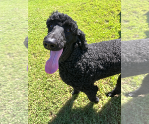 Timmy Oct 26 - Male Poodle (Standard) Dog for Adoption - Photo #3