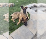 2 males 1 fena - Male German Malinois Puppy for Sale - Photo #3