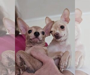 Chihuahua Dogs for adoption in Oakhurst, NJ, USA