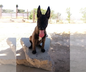 Belgian Malinois Puppy for sale in PALMDALE, CA, USA
