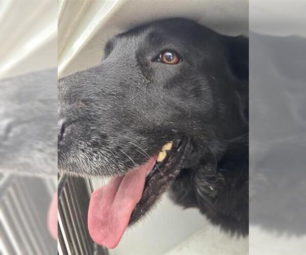 Medium Photo #1 German Shepherd Dog Puppy For Sale in Houston, TX, USA