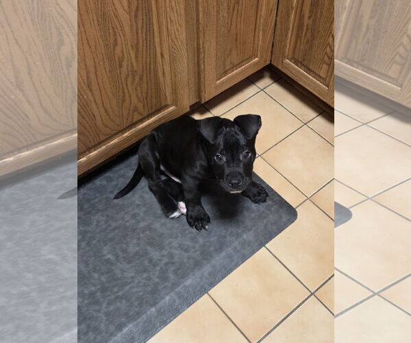 Medium Photo #14 Staffordshire Bull Terrier-Unknown Mix Puppy For Sale in Princeton, MN, USA