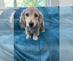 Small #5 Dachshund