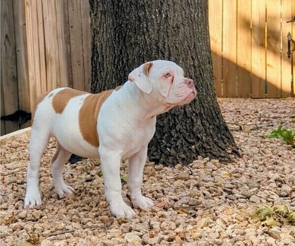 Medium Photo #2 Olde English Bulldogge Puppy For Sale in AUSTIN, TX, USA