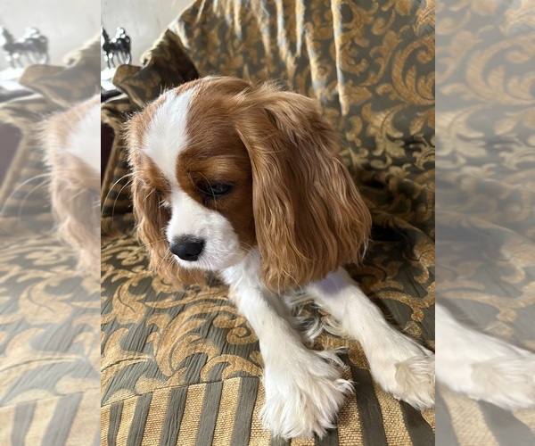 Medium Photo #6 Cavalier King Charles Spaniel Puppy For Sale in ABILENE, TX, USA