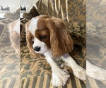 Small #5 Cavalier King Charles Spaniel