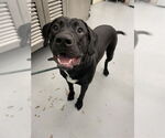 Small Labrador Retriever Mix
