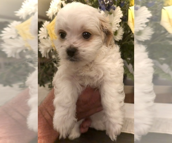 Medium Photo #3 ShihPoo Puppy For Sale in ANDERSON, SC, USA