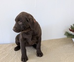 Puppy Eden Labrador Retriever